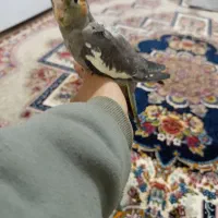 جوجه عروس هلندی