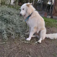 سگ شپرت سوئیسی نژاد دار