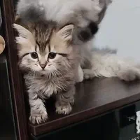 میکس پرشین چین چیلا و اسکاتیش