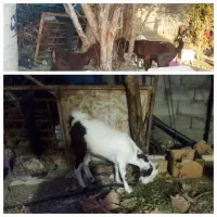 گوسفند گم شده