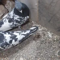 کبوتر نرش یک بالش خورده به سیم. مخصوص جوجه کشی