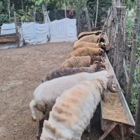 گوسفند پروار محلی|حیوانات مزرعه|سیاهکل, |دیوار