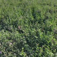 بذر یونجه|عمده‌فروشی|پارس‌آباد, |دیوار