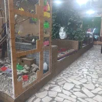 نیازمند نیروی کافه قلیان