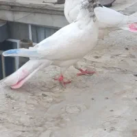 کفتر|پرنده|باقرشهر, |دیوار