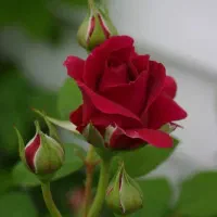 تدریس خصوصی زبان ( TOEFL & GRE)