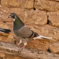 کبوتر پرشی|پرنده|قم, نیروگاه|دیوار