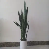 گل سانسورها پر سرحال قدبلند قیمت ۳۷۰