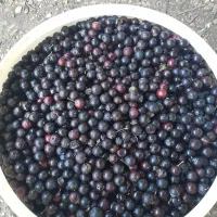 رب الوچه ملس وترش