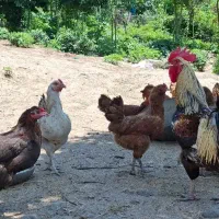 تعدادی مرغ خروس، غاز کاکلی، اردک کاکلی و بوقلمون|حیوانات مزرعه|لنگرود, |دیوار