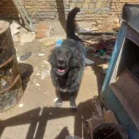 سگ قهدریجانی