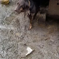 سک شکاری|سگ|آستانه اشرفیه, |دیوار