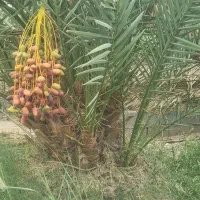 پاجوش کلوته و مضافتی تعداد بالا