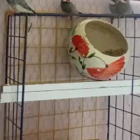 فنچ نرگسی..|پرنده|گلبهار, شهر جدید گلبهار|دیوار