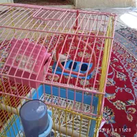 فنچ|پرنده|خمینی‌شهر, |دیوار