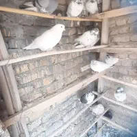 کفتر تهرانی پرش سنگین|پرنده|شریفآباد, |دیوار