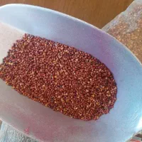 غذای دام و طیور گندم ذرت ماش گاودانه تخم جارو|لوازم جانبی حیوانات|باسمنج, |دیوار