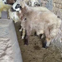 بره قوچ ناز دار|حیوانات مزرعه|خرامه, |دیوار