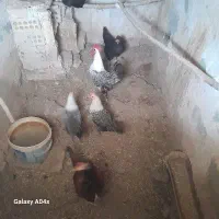 خروس براکل