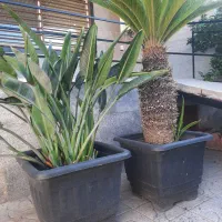 سیکاس و پرنده بهشتی