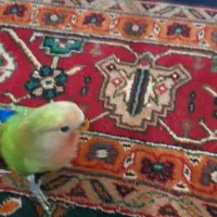 جوجه طوطی برزیلی