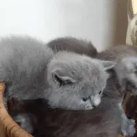 گربه بریتیش اصیل|گربه|رشت, ولکس|دیوار