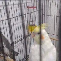 عروس هلندی|پرنده|قم, شهرک فاطمیه|دیوار