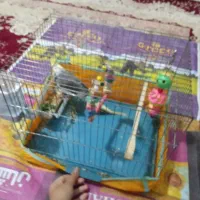 پرنده عروس هلندی