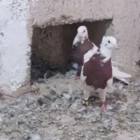 کفتر طوقی