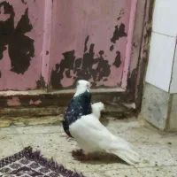 کفتر