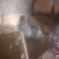 کبوتر