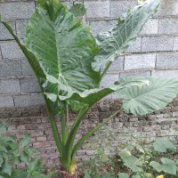 گل بابادم قیمت خیلی مناسب