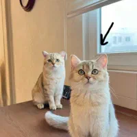 بریتیش گلد اصیل نژادار ماده ۱۴ ماهه