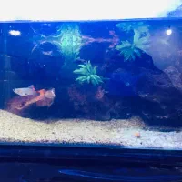 آکواریم دکور شده|ماهی|داراب, |دیوار