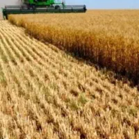 اجاره زمین کشاورزی|اجارهٔ دفتر صنعتی، کشاورزی، تجاری|کلاله, |دیوار