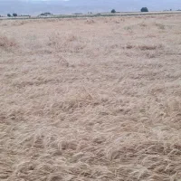 کاه گندم علوفه دام فروشی