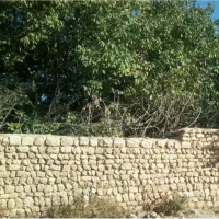 چوب تر گردو