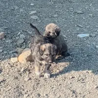 دو عدد توله نر دورگ هیکلی|سگ|زابل, |دیوار