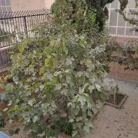 اجاره اتاق ویو به بالکن و حیاط برای مژه