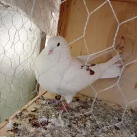 کفتر و کبوتر