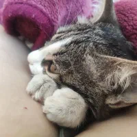 گربه ماده چهار ماهه زیبا