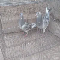 کفتر یا کبوتر پلنگ|پرنده|گلزار, |دیوار