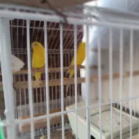 مرغ عشق روی تخم