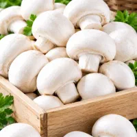 پخش قارچ خراسان