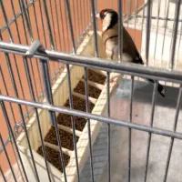 عکس نمایشی هست