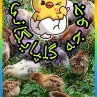 جوجه گلپایگانی ۱۵روزه موجود است