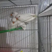 گمشده کوتوله