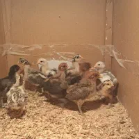 دستگاه جوجه کشی ققنوس|لوازم جانبی حیوانات|شیراز, میرزاکوچک خان|دیوار