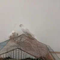 عروس هلندی البینو|پرنده|کلاله, |دیوار