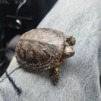 ماهی و آکواریوم